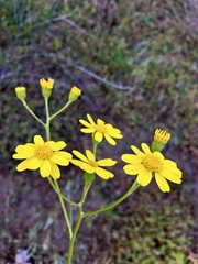 Senecio