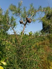Hakea decurrens