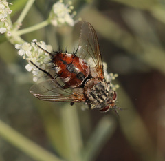 Linnaemya