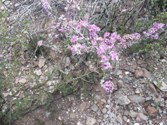 Euryomyrtus ramosissima