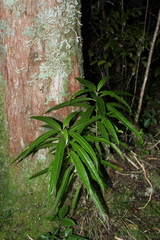 Melicytus lanceolatus