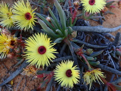 Cephalophyllum pillansii