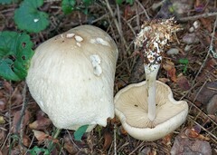 Marasmius nigrodiscus