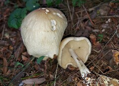 Marasmius nigrodiscus