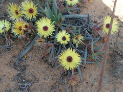 Cephalophyllum pillansii