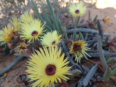 Cephalophyllum pillansii