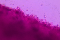 Marasmius nigrodiscus