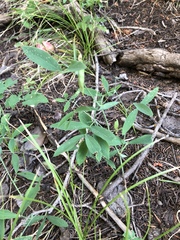 Lathyrus lanszwertii