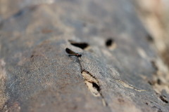 Heliocypha bisignata