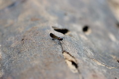 Heliocypha bisignata