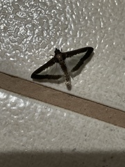 Diaphania