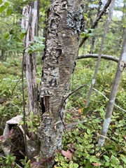 Betula pubescens
