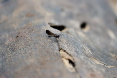 Heliocypha bisignata