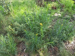 Xerochrysum viscosum