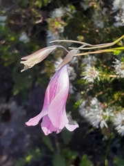 Gladiolus gracilis