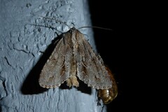 Ichneutica ustistriga