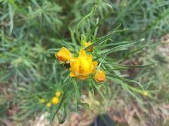 Xerochrysum viscosum