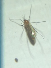 Keroplatidae