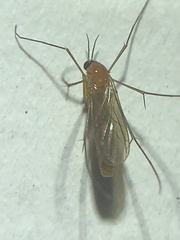 Keroplatidae