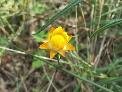 Xerochrysum viscosum