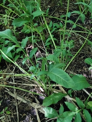 Cephalaria litvinovii