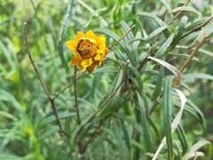 Xerochrysum viscosum