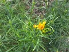 Xerochrysum viscosum