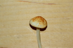 Marasmius strictipes