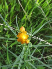 Xerochrysum viscosum
