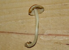 Marasmius strictipes