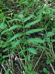 Cephalaria litvinovii