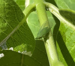 Rhynchomitra microrhina