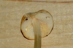 Marasmius strictipes