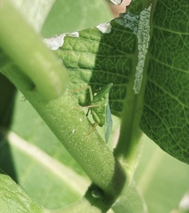 Rhynchomitra microrhina