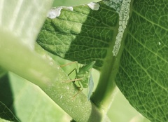 Rhynchomitra microrhina