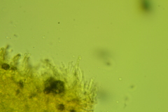 Marasmius strictipes