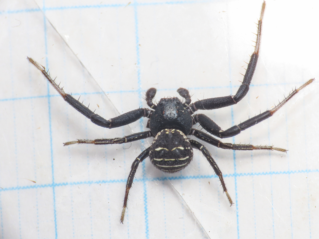 Toad Crab Spider