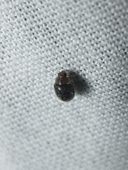 Rhyzobius lophanthae