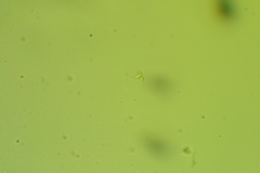 Marasmius strictipes