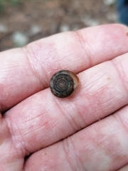 Helicodonta obvoluta