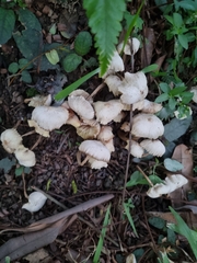 Termitomyces microcarpus
