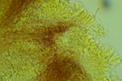 Marasmius strictipes