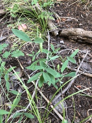 Lathyrus lanszwertii