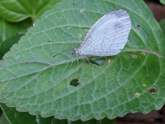 Leptosia nina