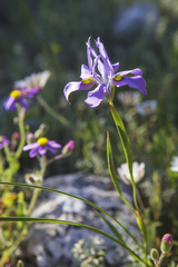 Moraea fugax