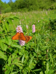 Boloria eunomia