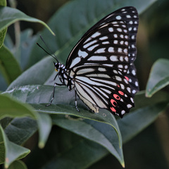 Hestina assimilis