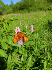 Boloria eunomia