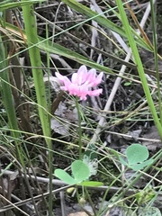 Trifolium resupinatum