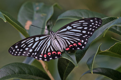 Hestina assimilis